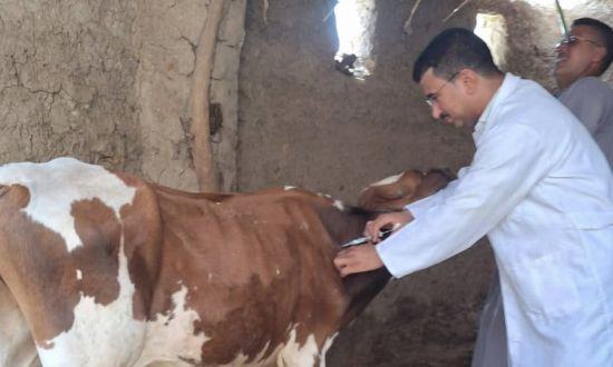مصر: محافظة قنا تطلق حملة ضد الحمى القلاعية وحمى الوادي المتصدع